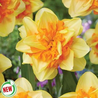 Suncatchers Daffodil Thumbnail
